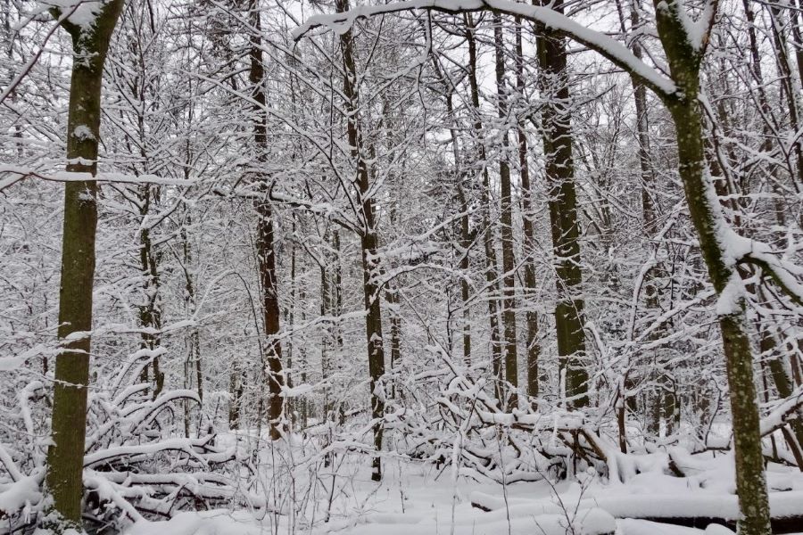 In Europe’s far east, an ancient forest survives