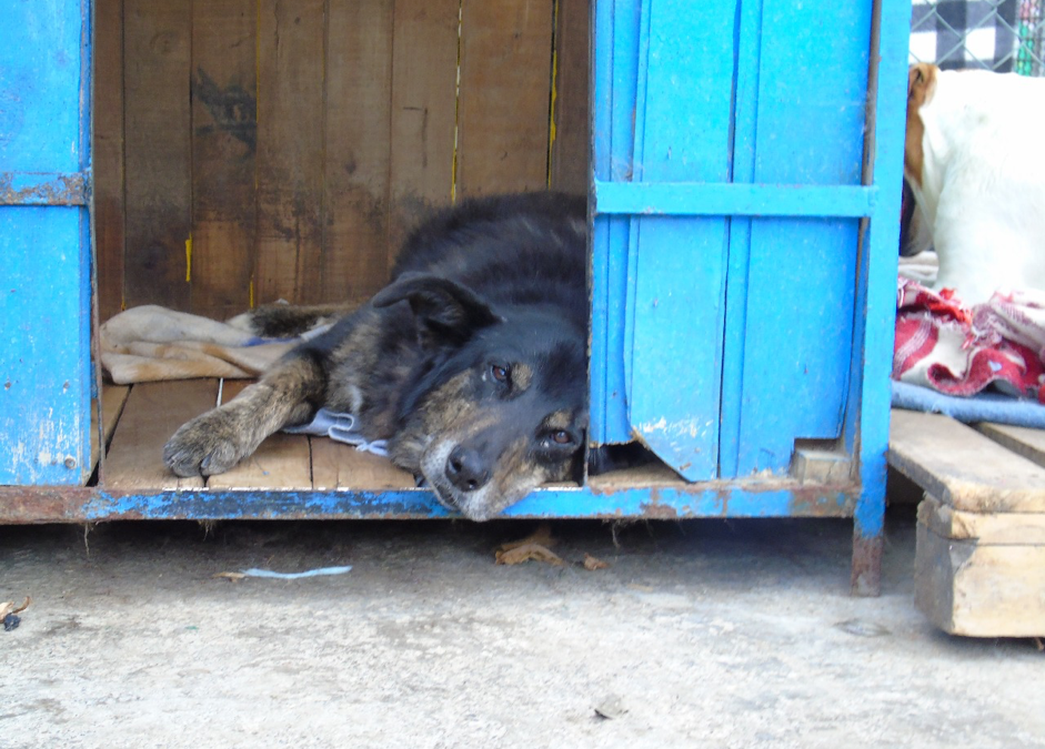 Dogs move from street to shelter in Colombia