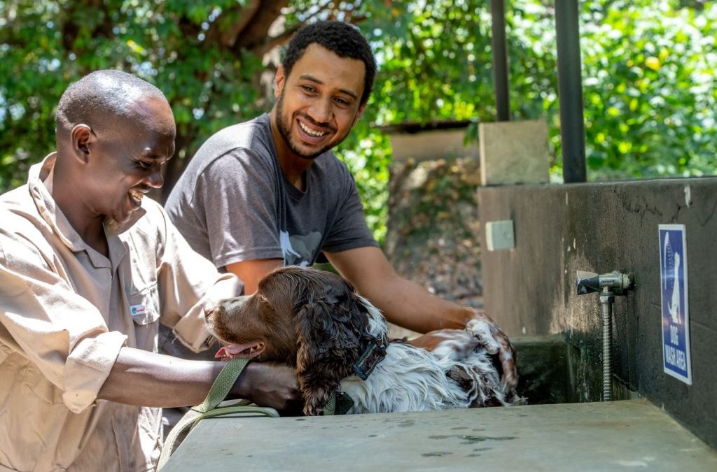 Dogs are saving endangered wildlife in Africa