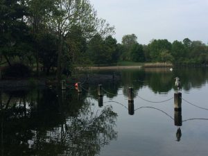 Nature rears its head as COVID 19 shuts down cities 2
