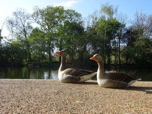 Nature rears its head as COVID 19 shuts down cities 3