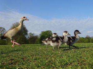 Nature rears its head as COVID19 shuts down cities 1