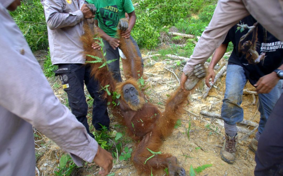 Palm oil: Consumers love it, but it costs the environment
