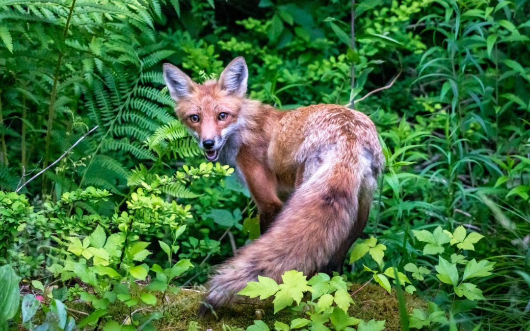 COVID has given me, a city boy, the joy of discovering foxes